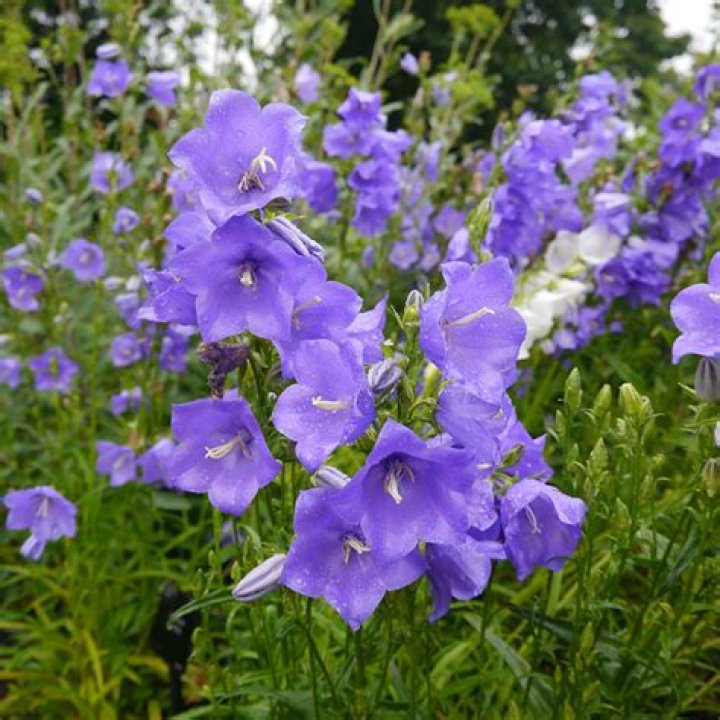 Is campanula toxic to cats?