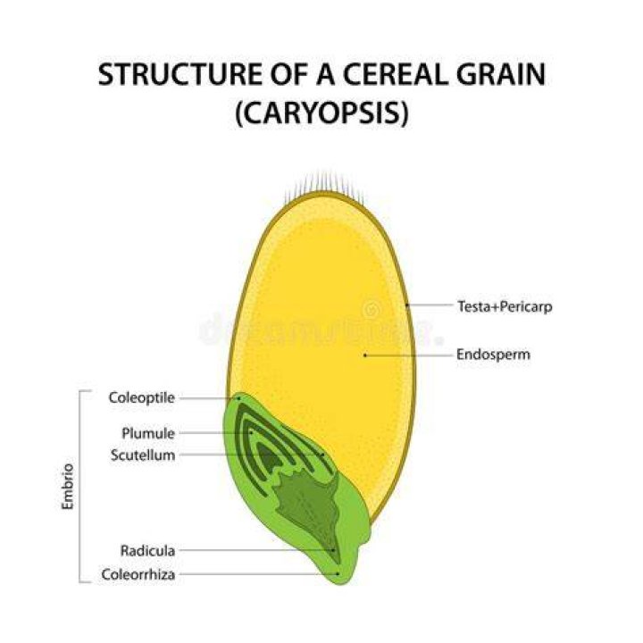 Is caryopsis a grain?