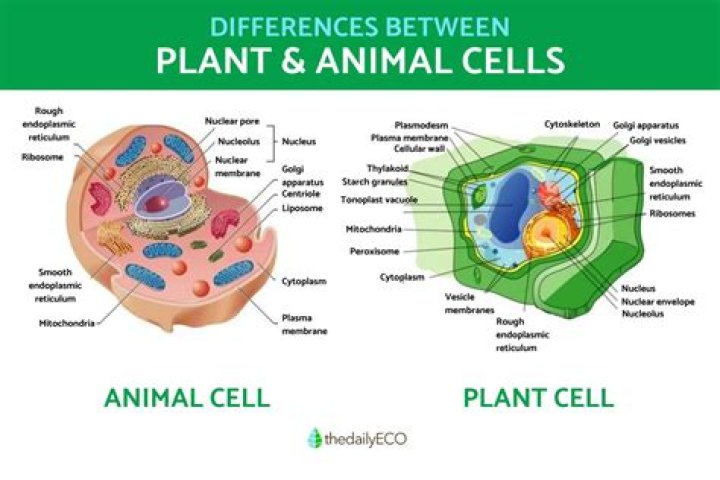 Is centriole in plant and animal cells?