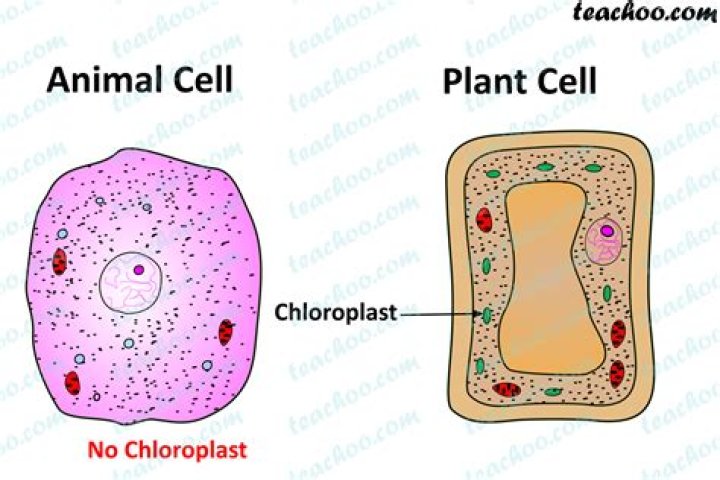 Is cytoplasm in plant and animal cells?