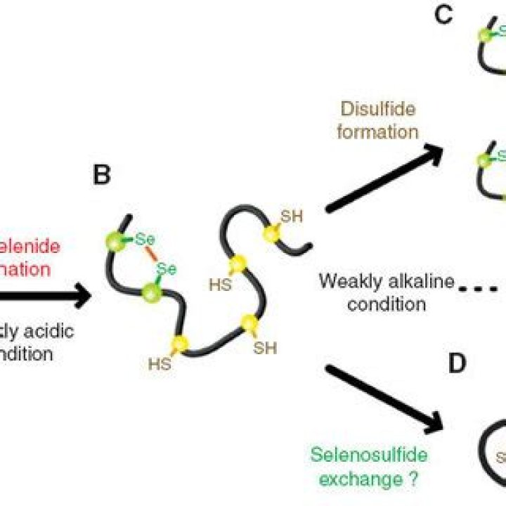 Is disulfide a peptide?