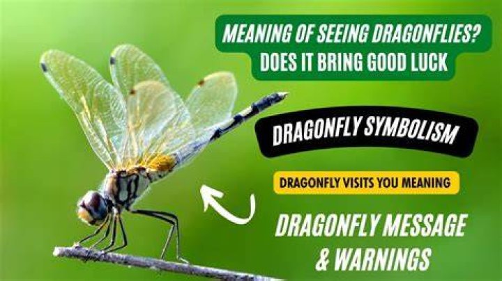 Is dragonflies good luck?