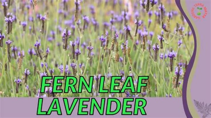 Is fern leaf lavender edible?