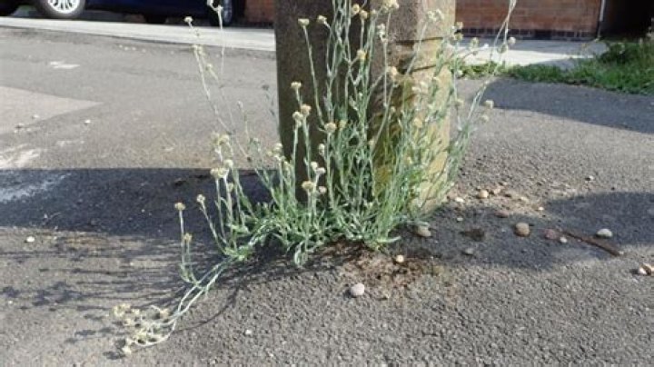 Is jersey cudweed edible?