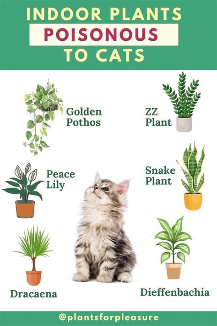 Is lunaria poisonous to cats?