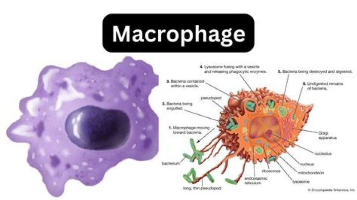Is macrophage a granulocyte?
