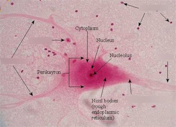 Is neurocyte a word?
