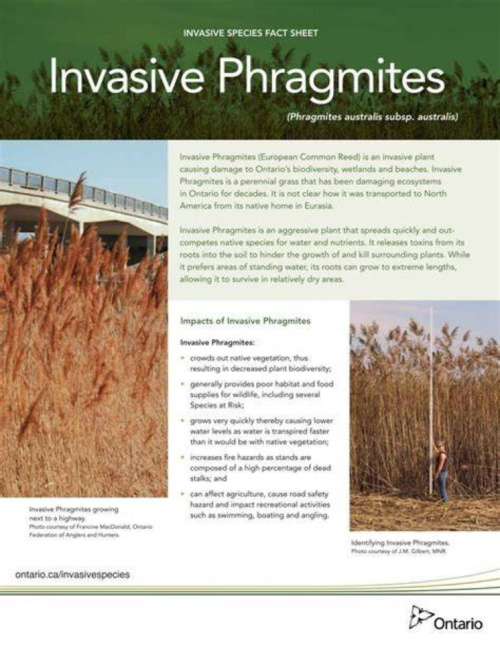 Is phragmites australis invasive?