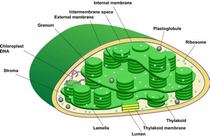 Is plastids present in animal cell?