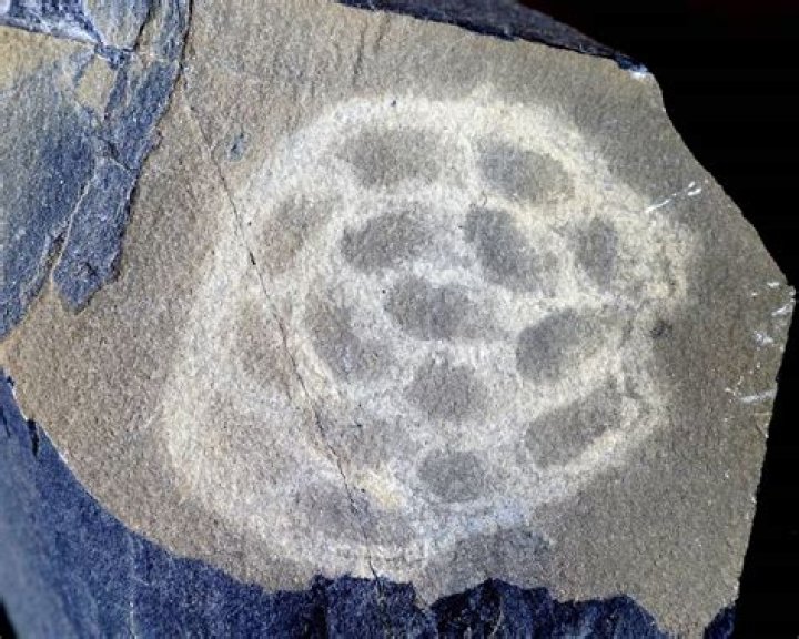 Is pseudofossil a fossil?