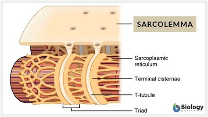 Is sarcolemma the same as plasma membrane?