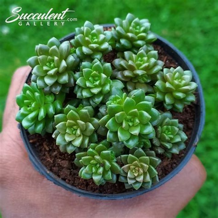 Is sedum a succulent?