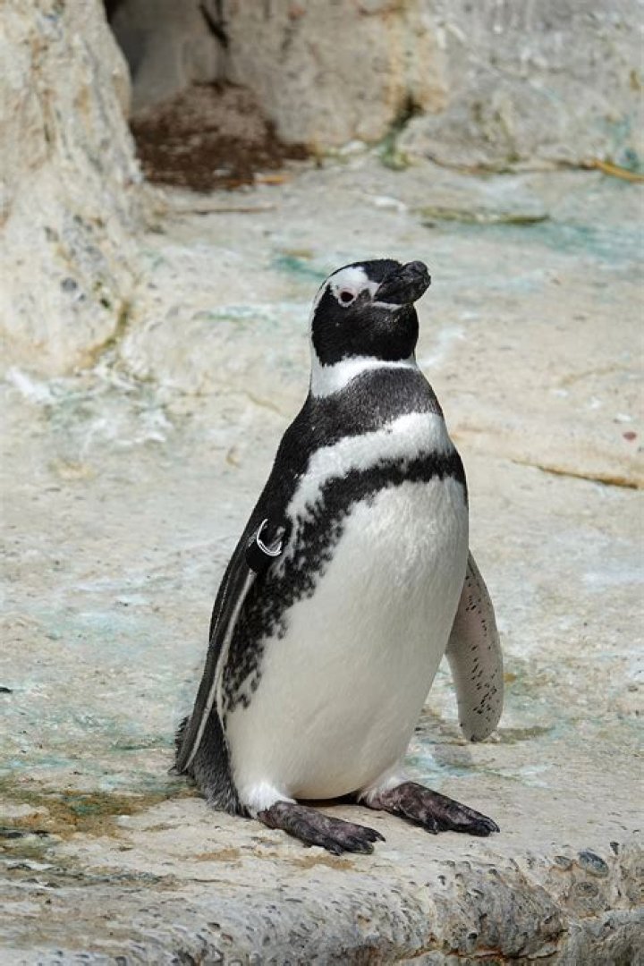 Is the magellanic penguin endangered?