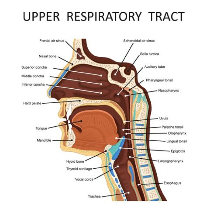 Is upper respiratory tract?