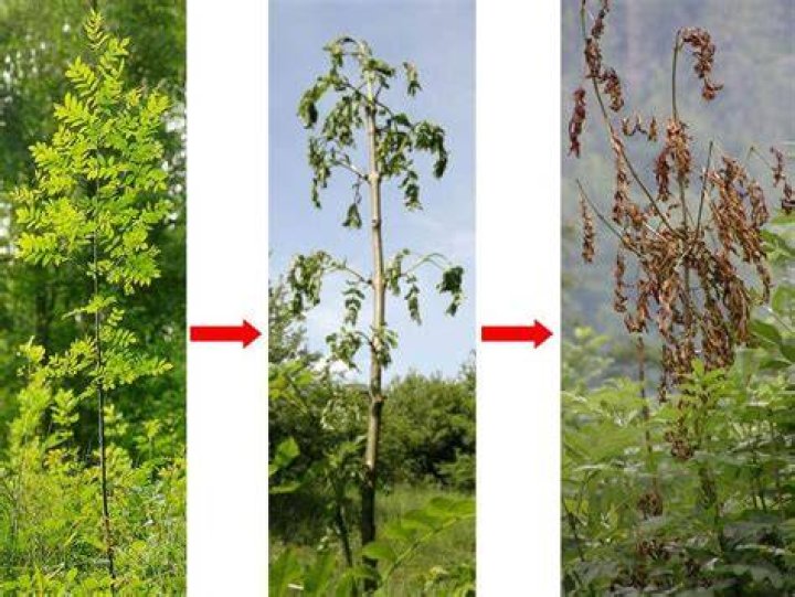 Should ash dieback be reported?