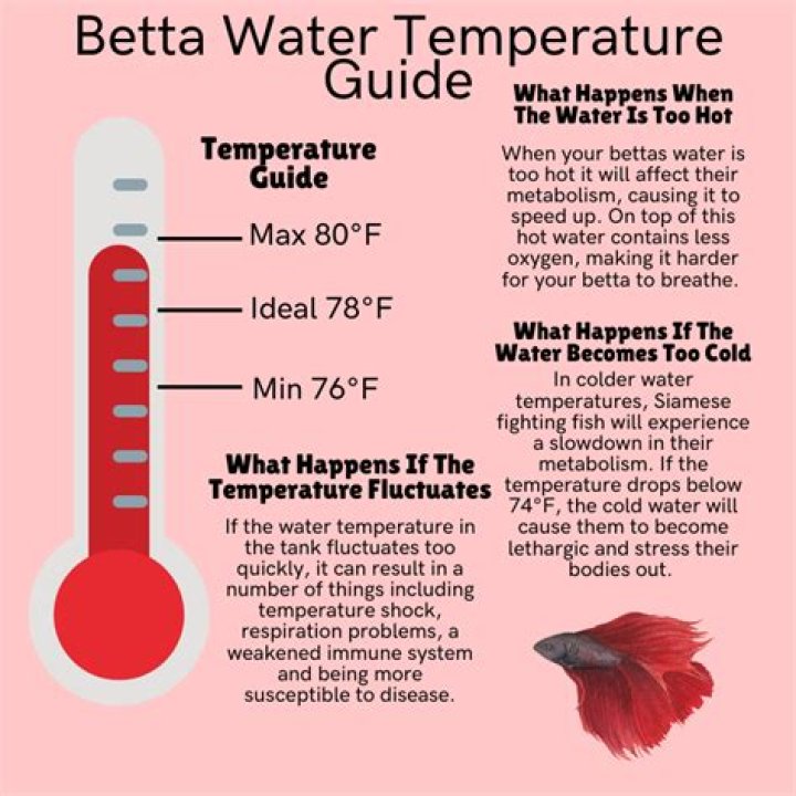 Should betta water be warm?