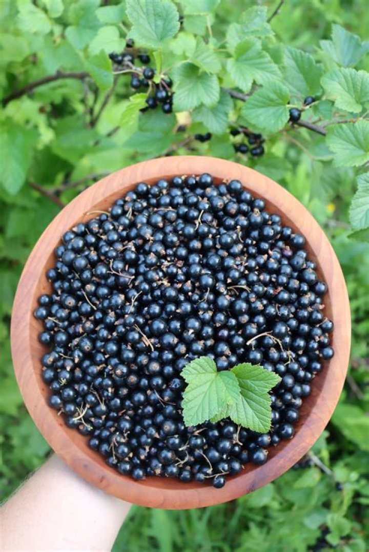 Should blackcurrants be refrigerated?