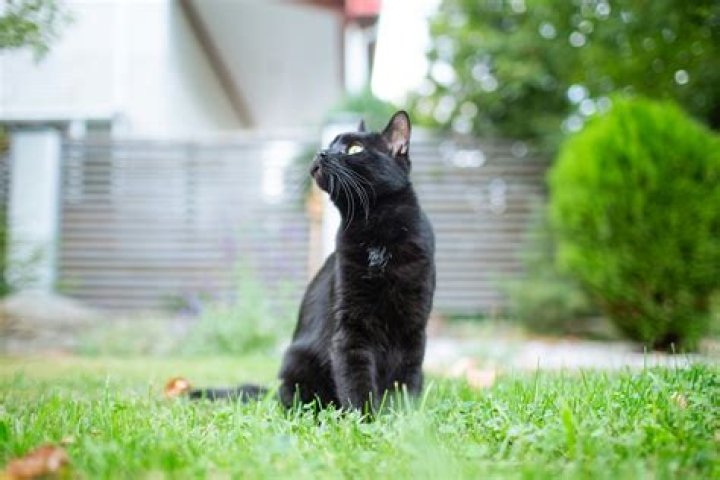 Should i let my cat wander?