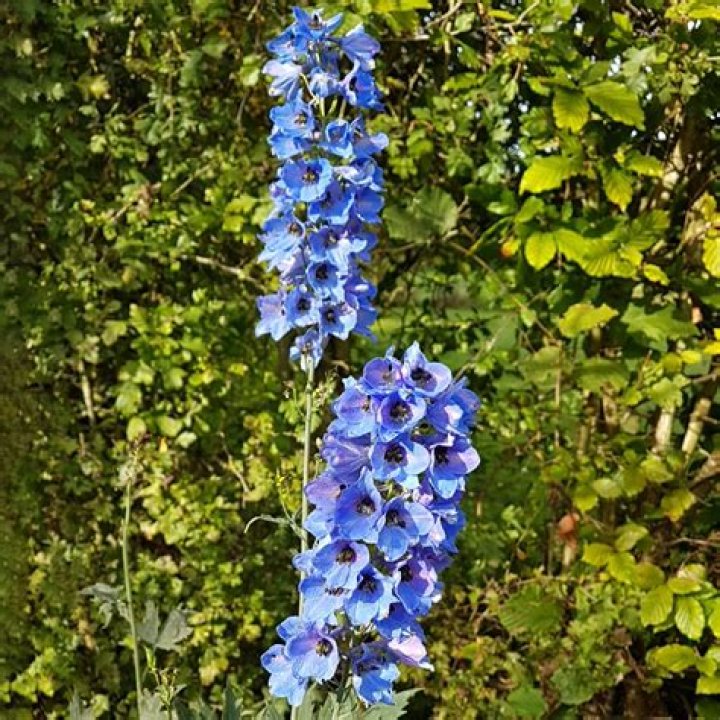 Should i trim my delphinium?