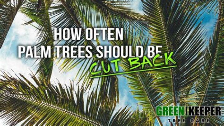 Should you trim palm trees?