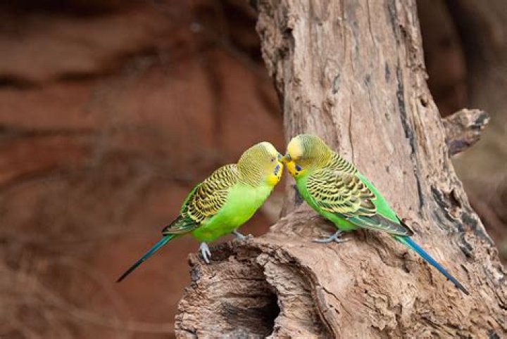Were do parakeets come from?