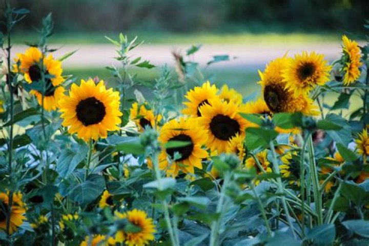Were do sunflowers grow?
