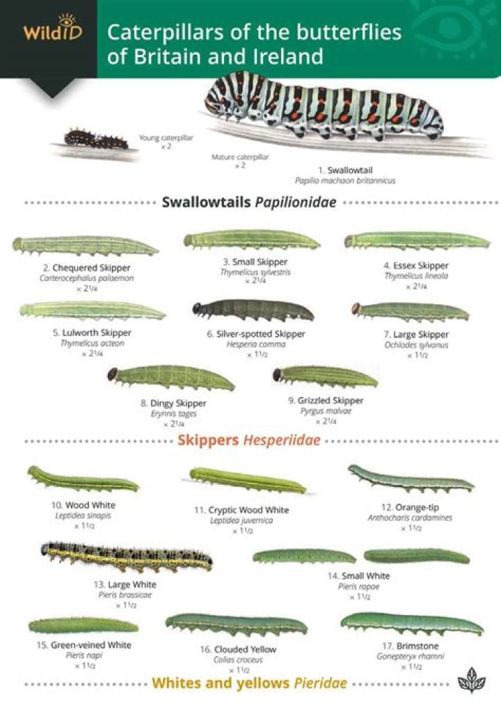 Were do you find caterpillars?
