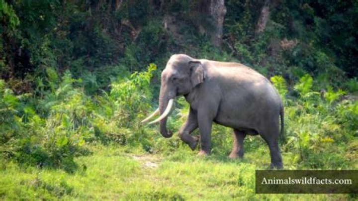 What animal represents stubbornness?