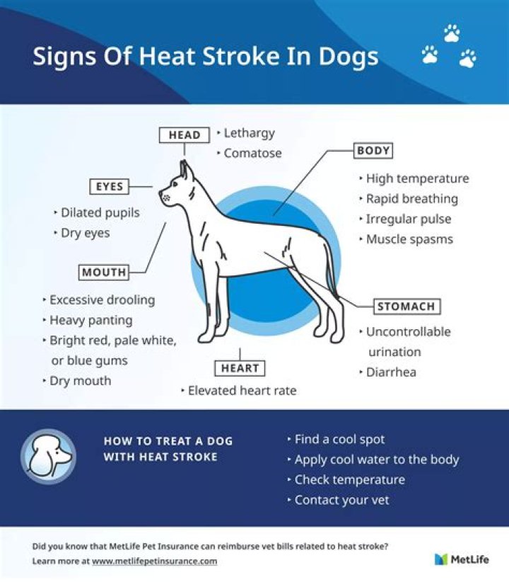 What are the long term effects of heat stroke in dogs?