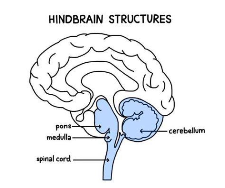 What are the structures of the hindbrain?