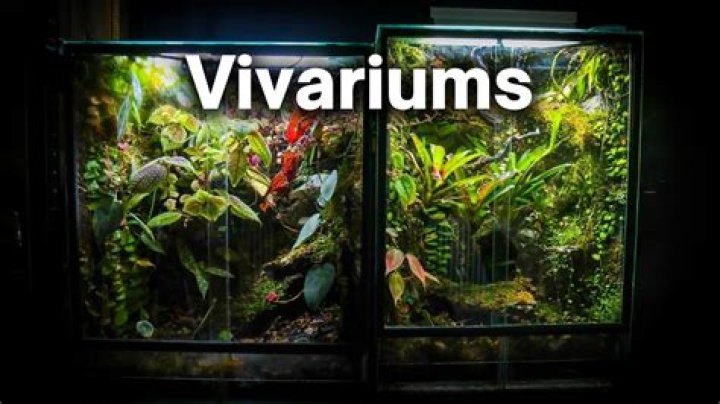 What can i watch vivarium on?