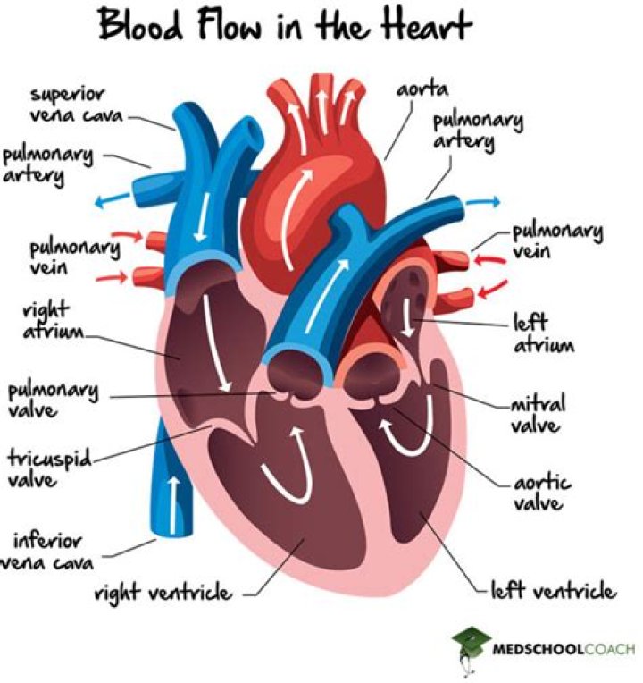 What circulates through the ventricles?