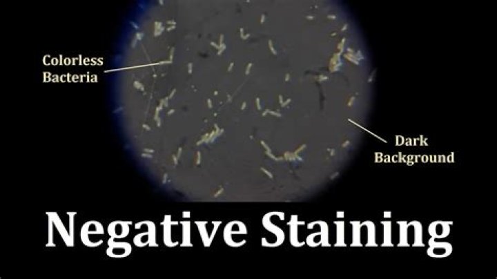 What color is nigrosin stain?