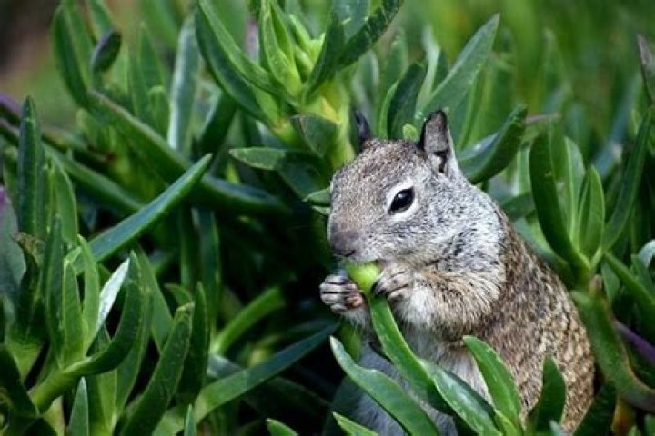 What do ground squirrels eat?