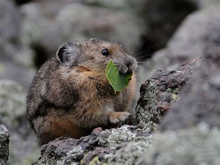 What do ili pikas eat?