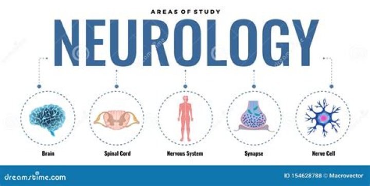 What do neurologists study?