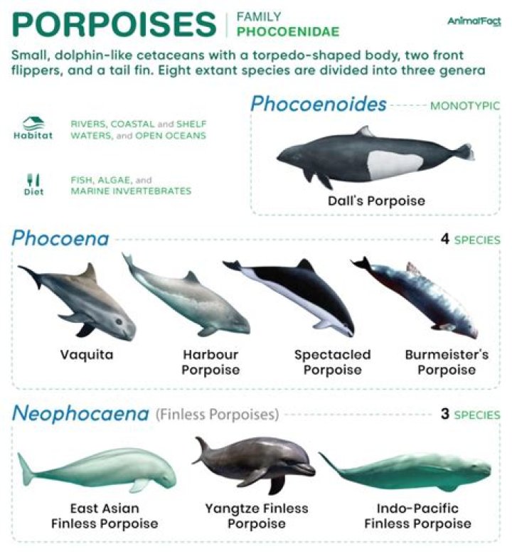 What do porpoises look like?