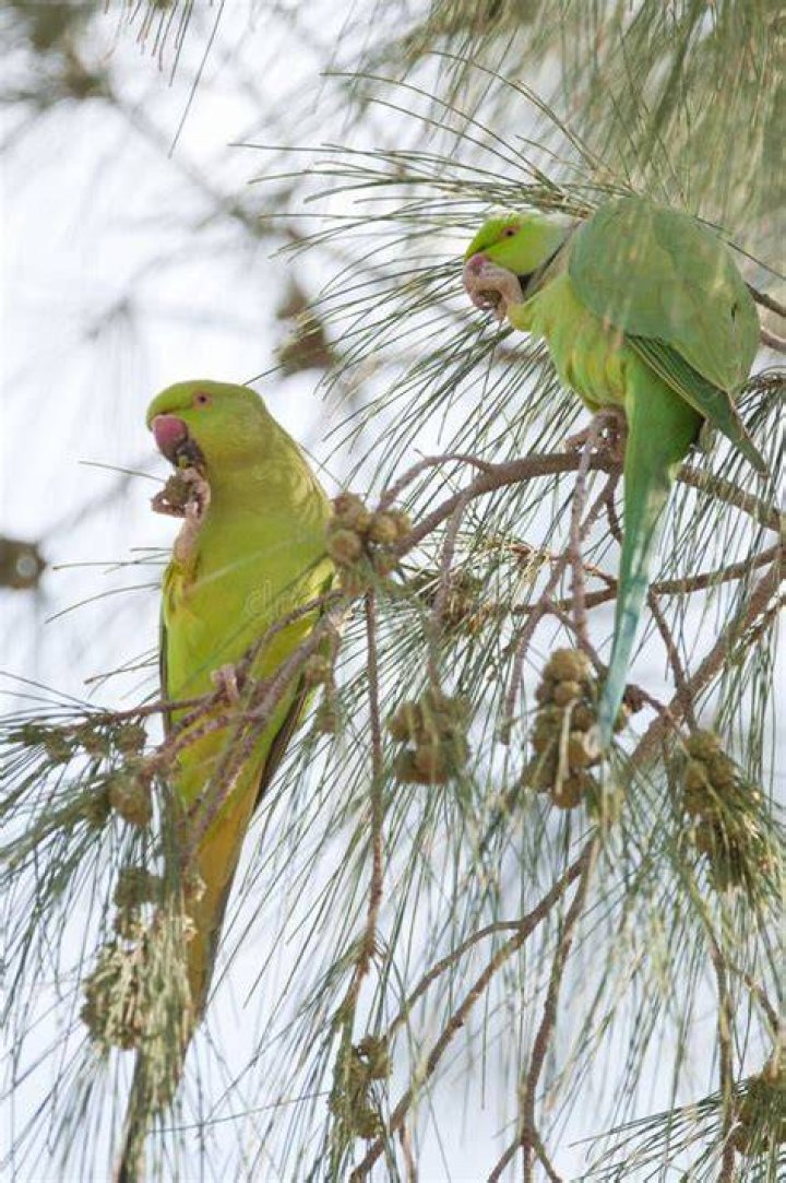What do rose ringed parakeets eat?