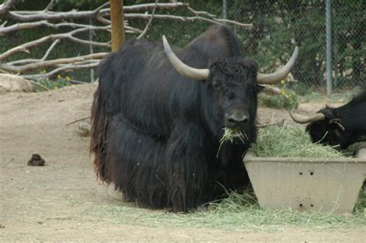 What does a yak eat?