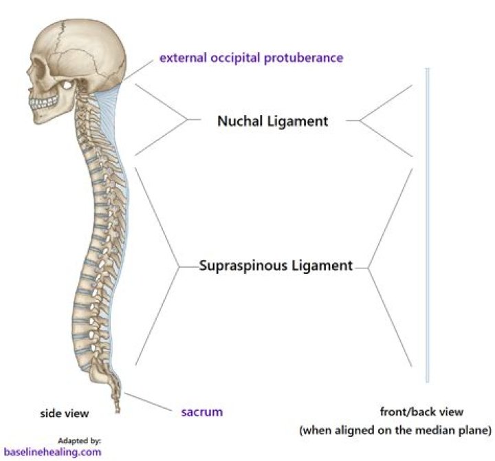 What does ligamentum nuchae?