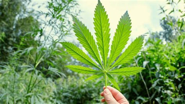 What does ocean grown weed mean?