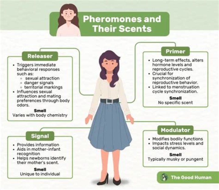 What does pheromones mean?