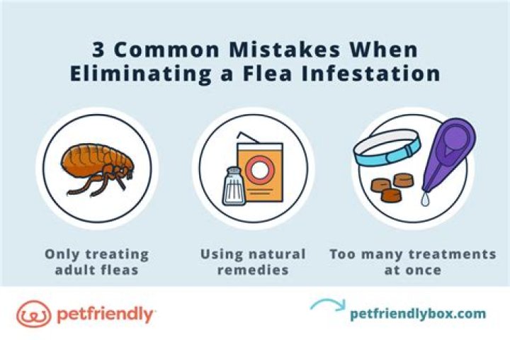 What does reinfesting fleas mean?