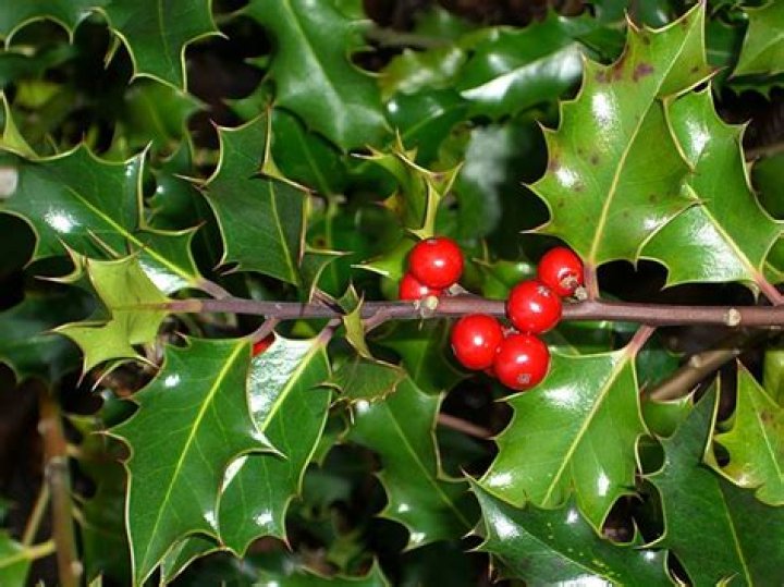What is a bough of holly?