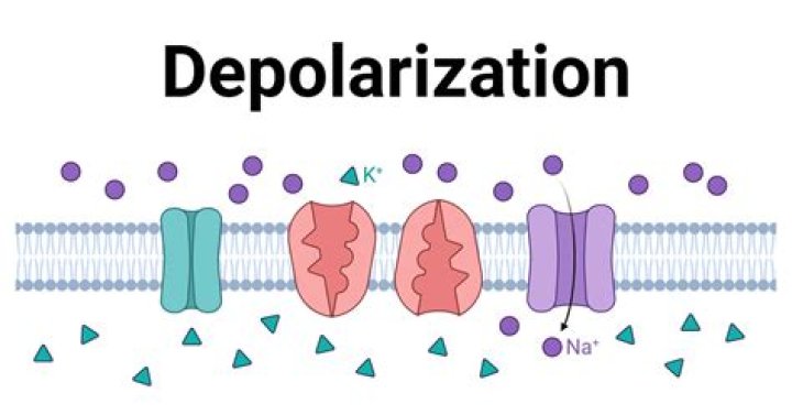 What is a depolarized membrane?