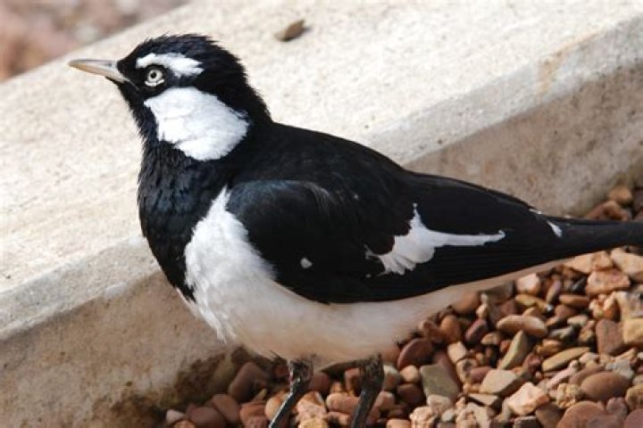 What is a piping shrike?