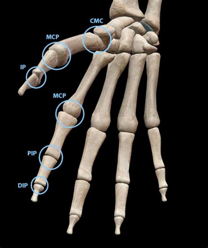 What is difference between thumb and finger?