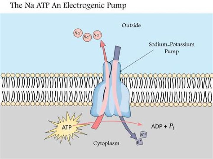 What is electrogenic pump?