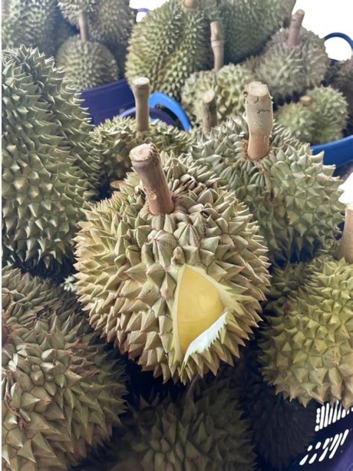 What is monthong durian?