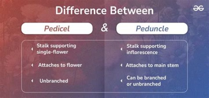What is peduncle and pedicel?